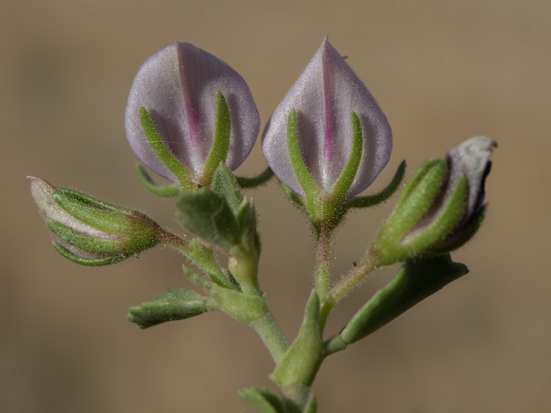 Ononis tridentata crassifolia.39