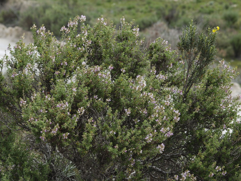 Ononis tridentata tridentata.01