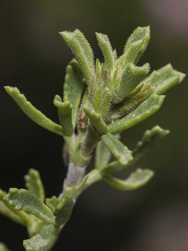 Ononis tridentata tridentata.02