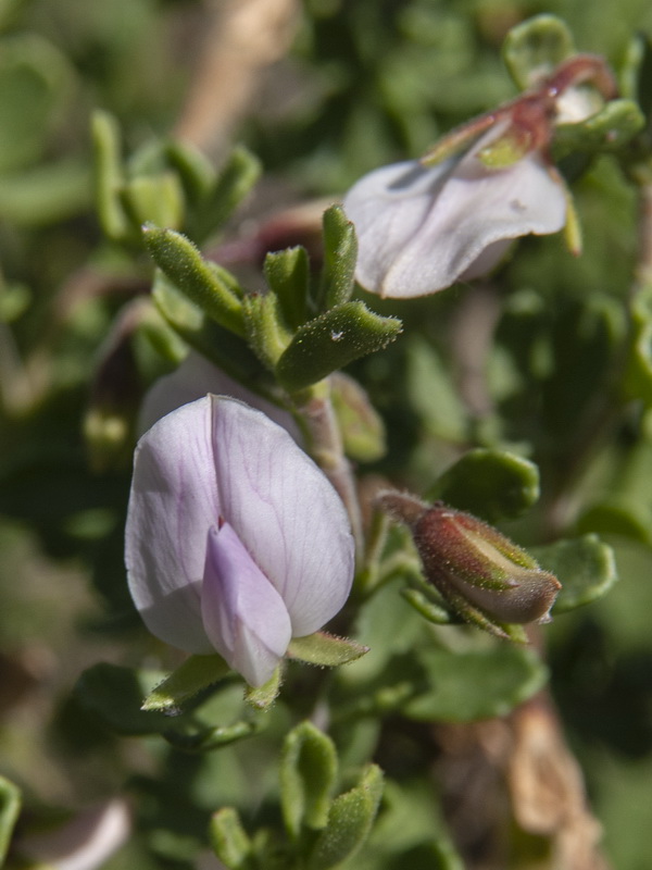 Ononis tridentata tridentata.07