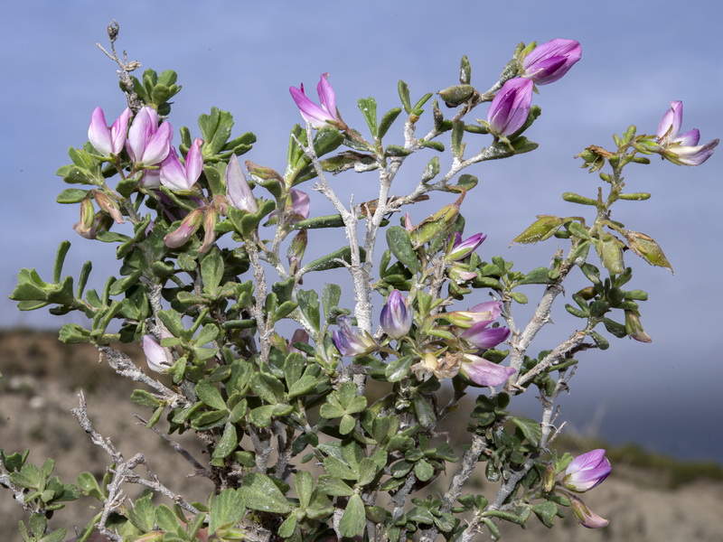 Ononis tridentata tridentata.13
