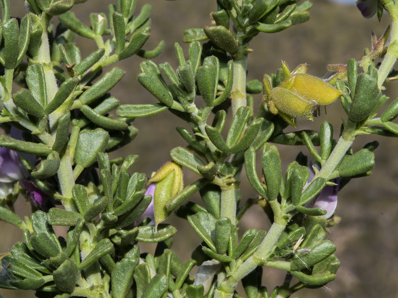 Ononis tridentata tridentata.15