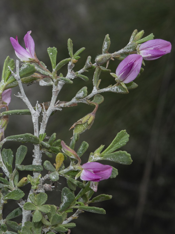 Ononis tridentata tridentata.16