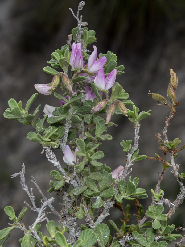 Ononis tridentata tridentata.18