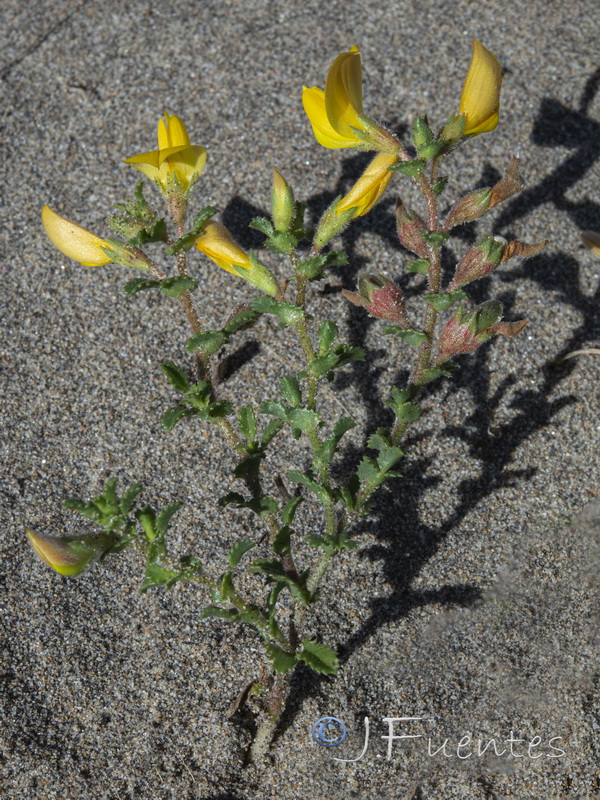Ononis variegata.06