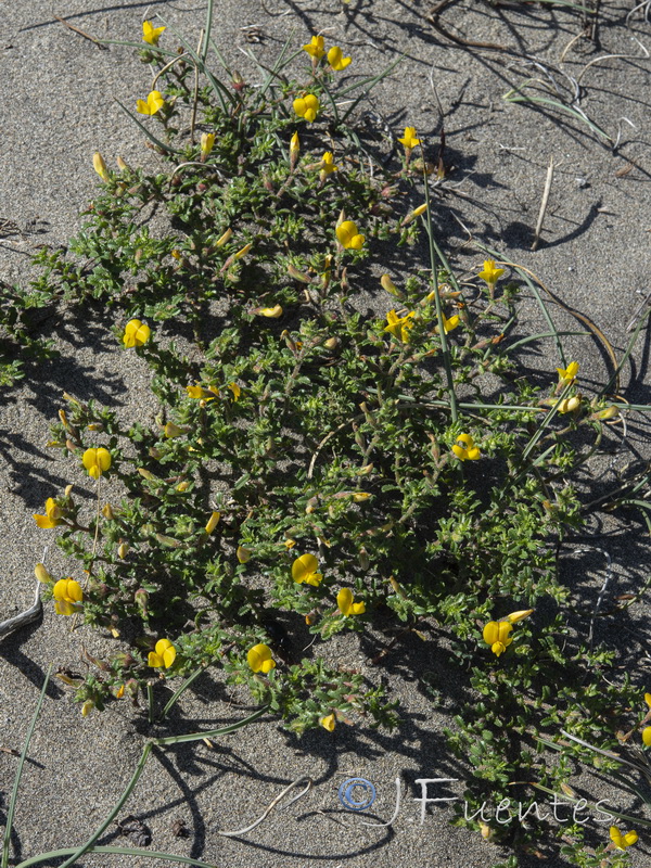 Ononis variegata.07