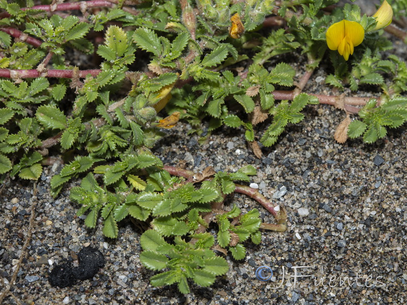 Ononis variegata.08