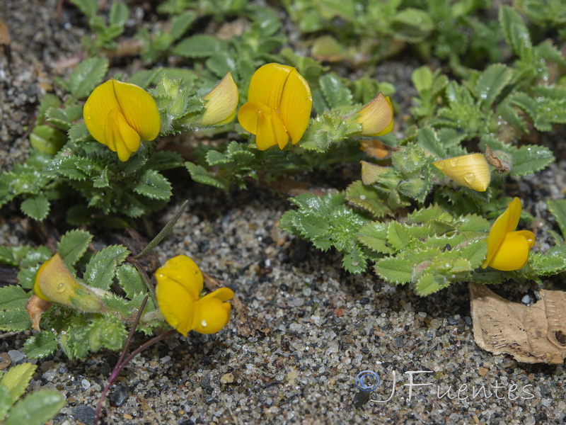 Ononis variegata.13