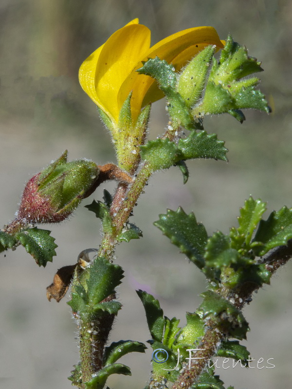 Ononis variegata.15