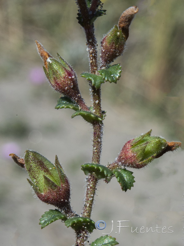 Ononis variegata.16