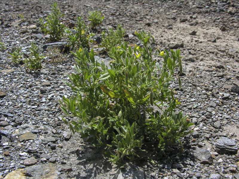 Ononis viscosa breviflora.01