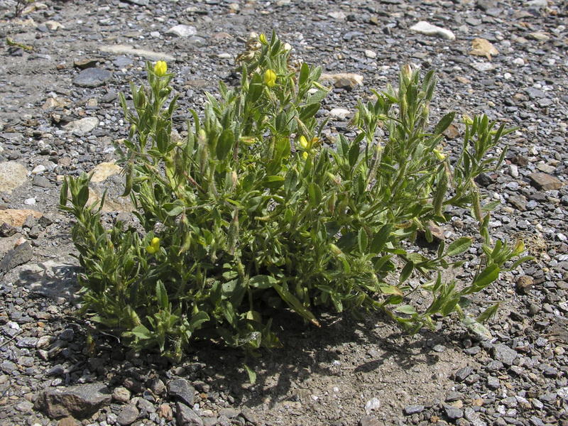 Ononis viscosa breviflora.02