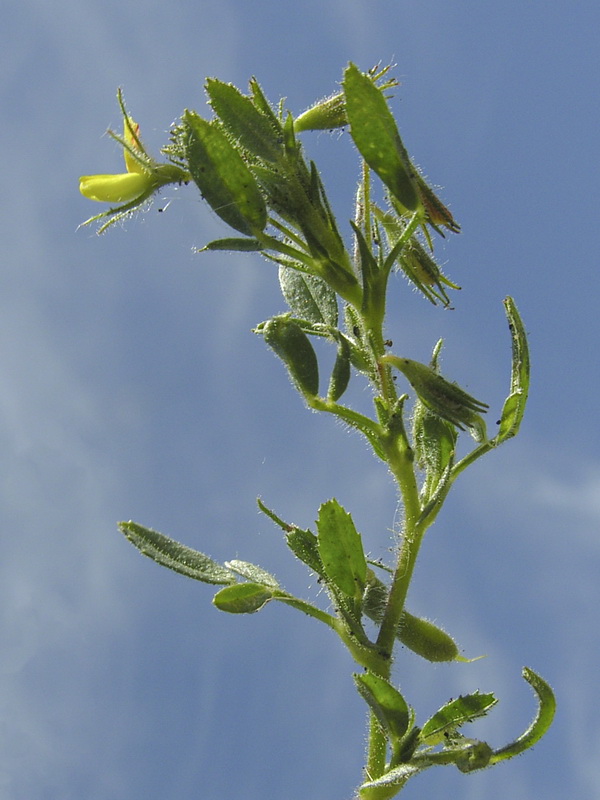 Ononis viscosa breviflora.03