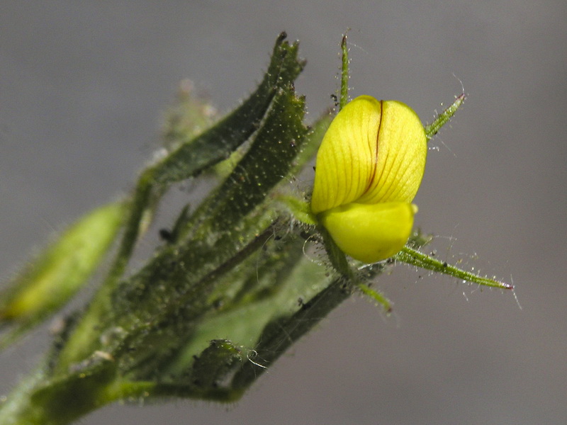 Ononis viscosa breviflora.05