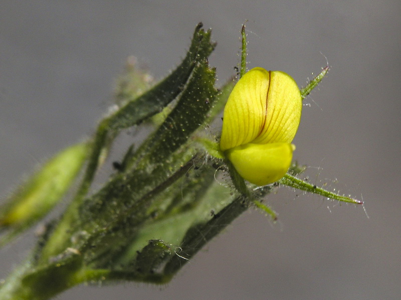 Ononis viscosa breviflora.05