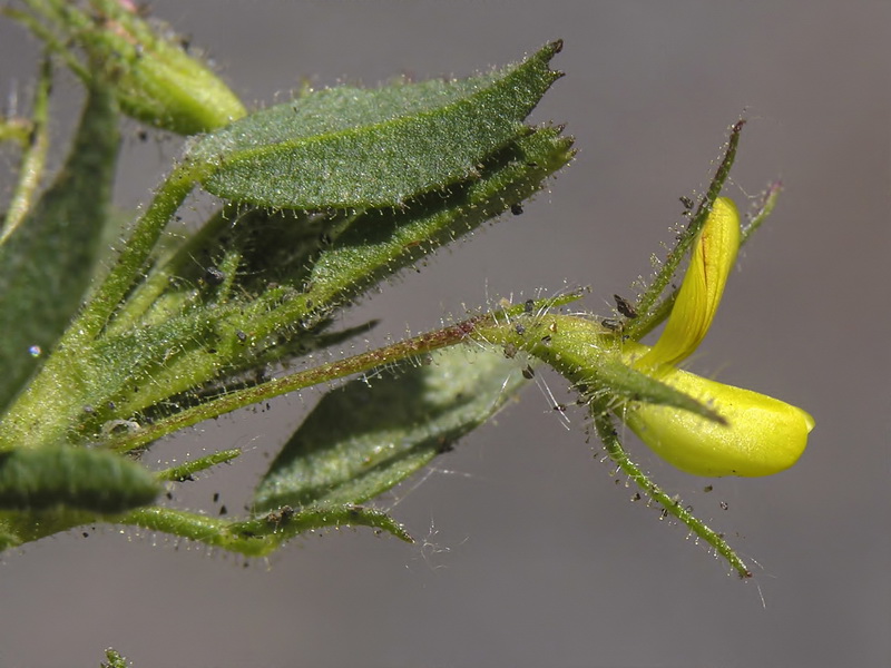 Ononis viscosa breviflora.06