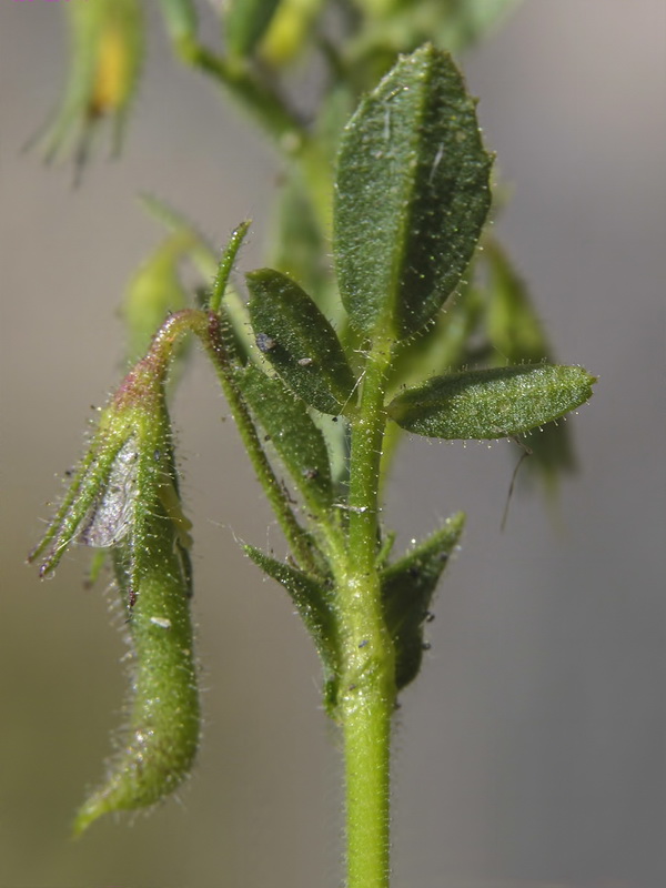 Ononis viscosa breviflora.08