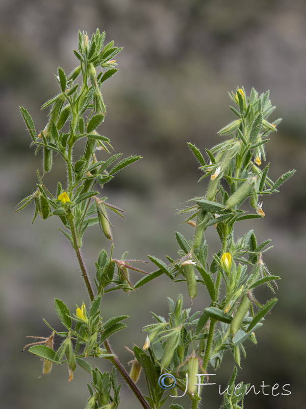 Ononis viscosa breviflora.03
