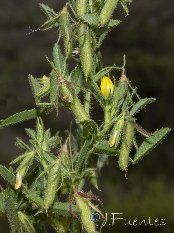 Ononis viscosa breviflora.10