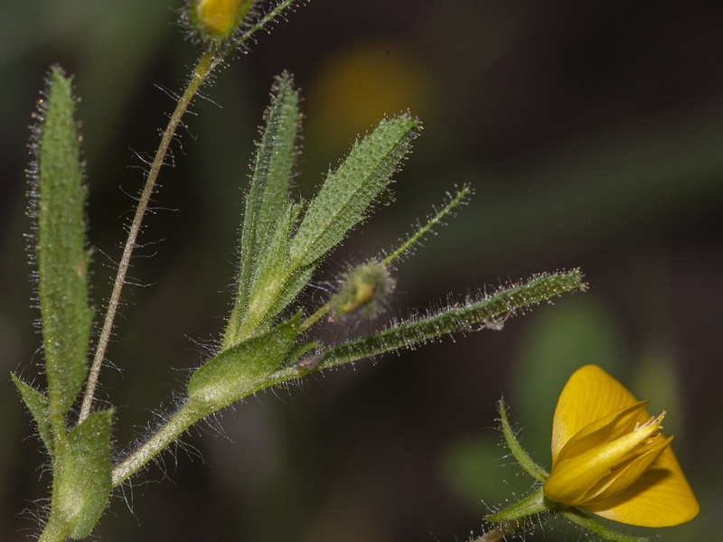 Ononis viscosa subcordata.03