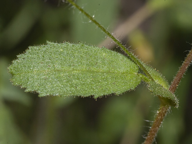 Ononis viscosa subcordata.04