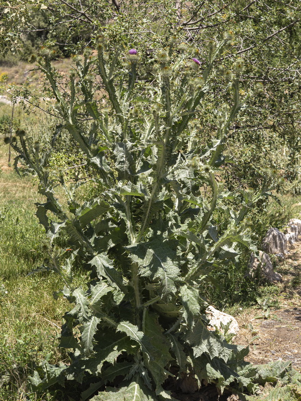 Onopordum acanthium acanthium.01