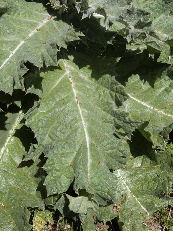 Onopordum acanthium acanthium.05