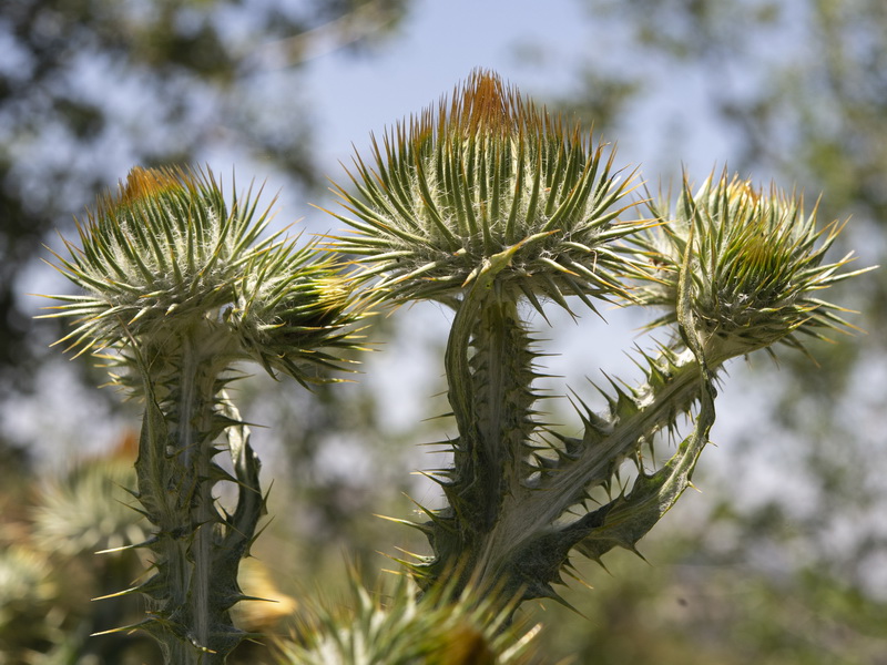 Onopordum acanthium acanthium.08