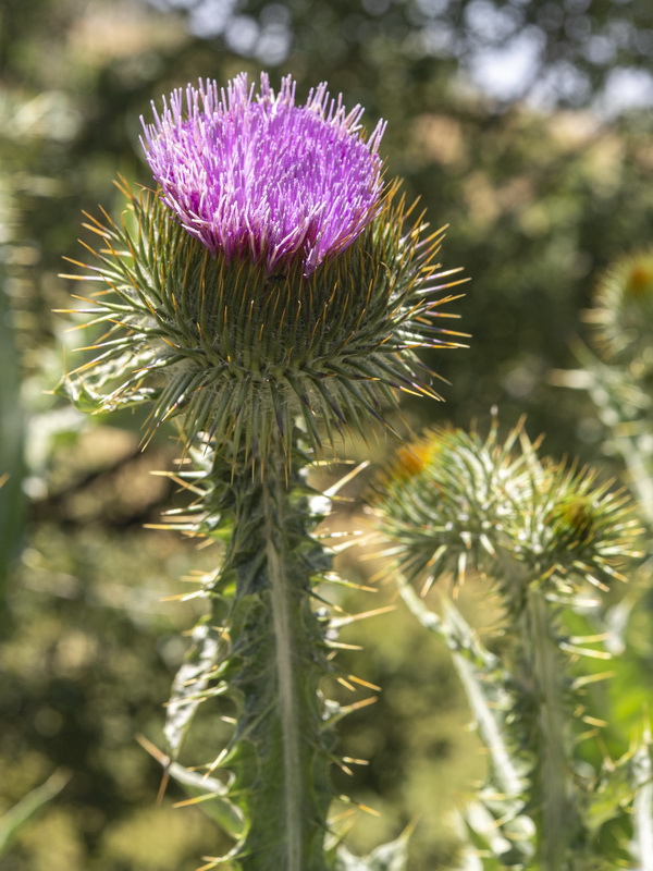 Onopordum acanthium acanthium.10