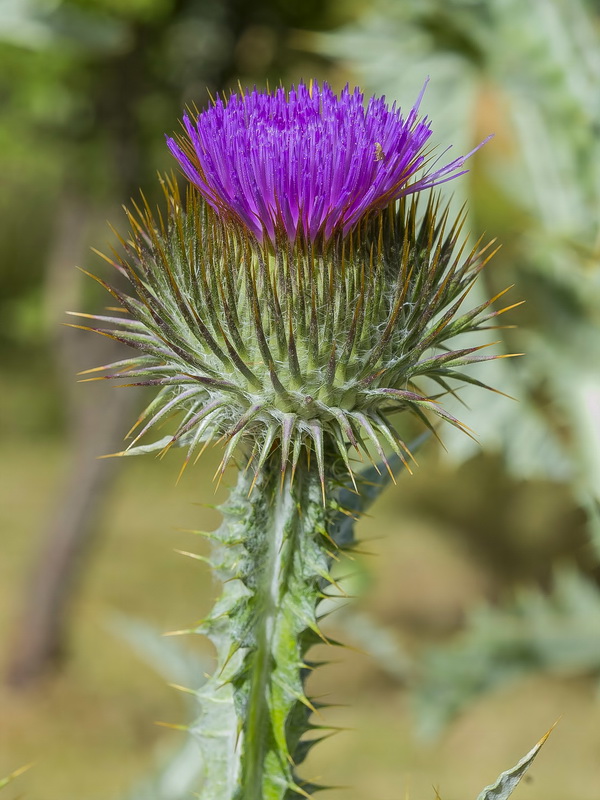 Onopordum acanthium acanthium.11