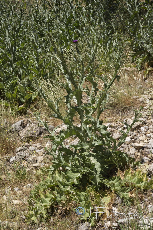 Onopordum acanthium acanthium.12