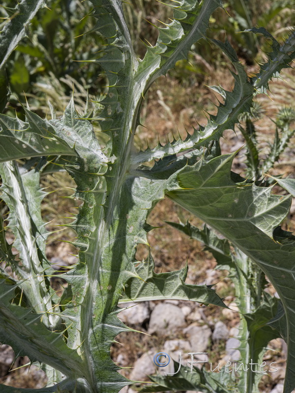 Onopordum acanthium acanthium.13