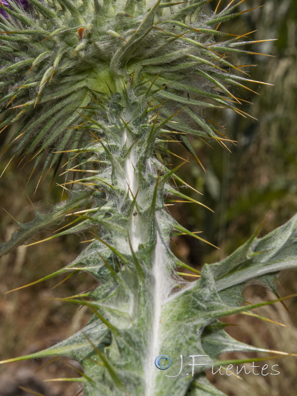 Onopordum acanthium acanthium.15