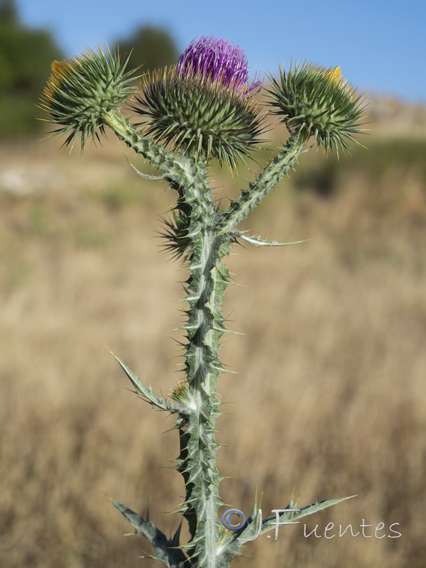 Onopordum acanthium acanthium.16