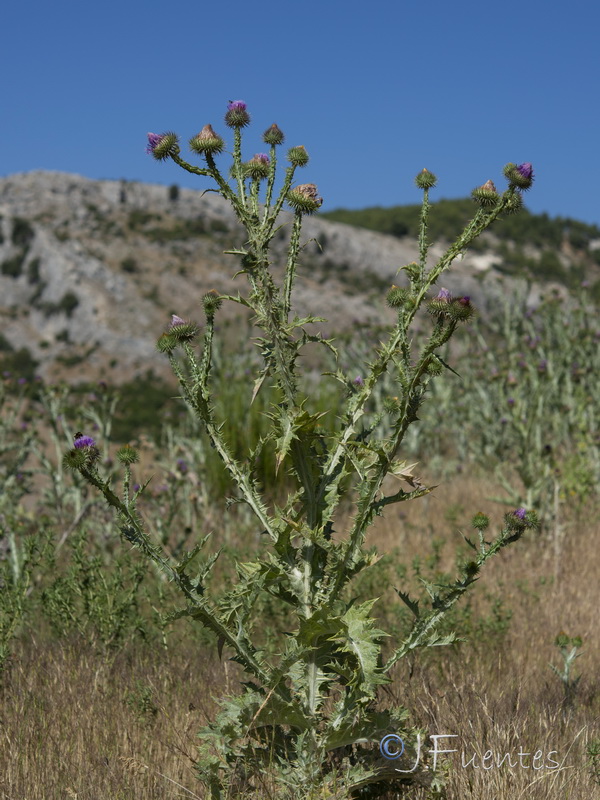 Onopordum acanthium acanthium.22