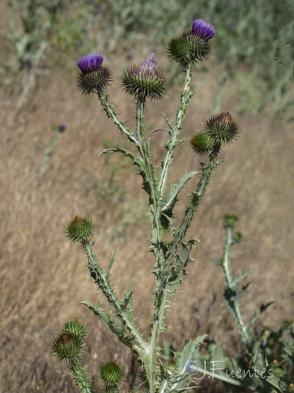 Onopordum acanthium acanthium.24