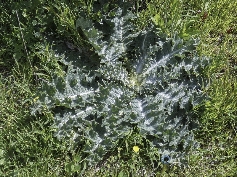 Onopordum acanthium acanthium.25