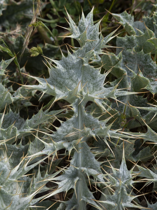 Onopordum acaulon.05