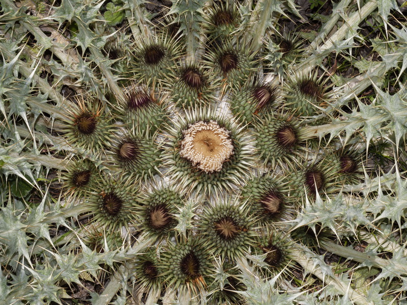 Onopordum acaulon.10