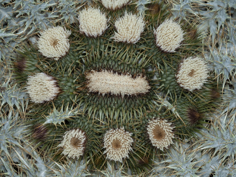 Onopordum acaulon.12
