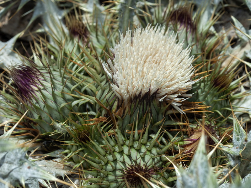 Onopordum acaulon.14
