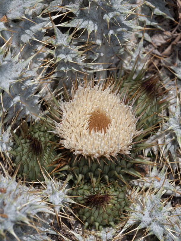 Onopordum acaulon.16