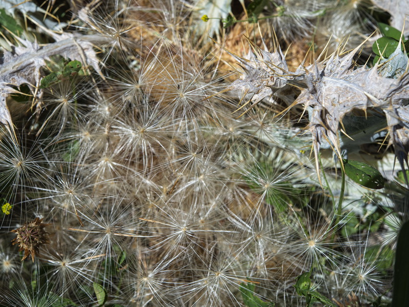 Onopordum acaulon.18
