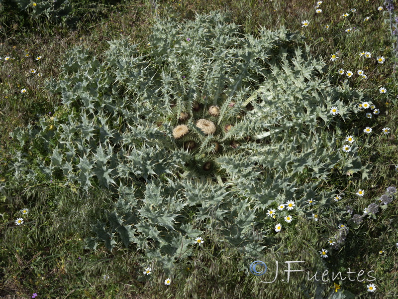 Onopordum acaulon.22