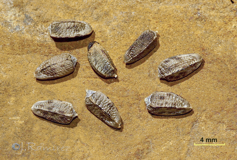 Onopordum acaulon.25