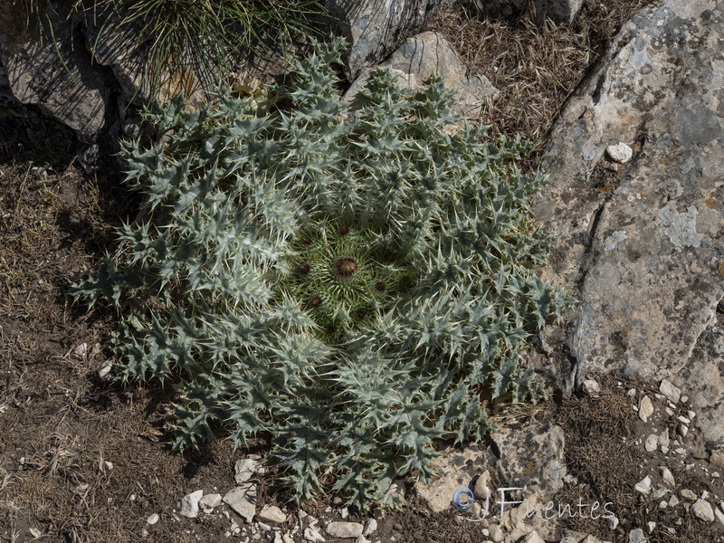 Onopordum acaulon.03