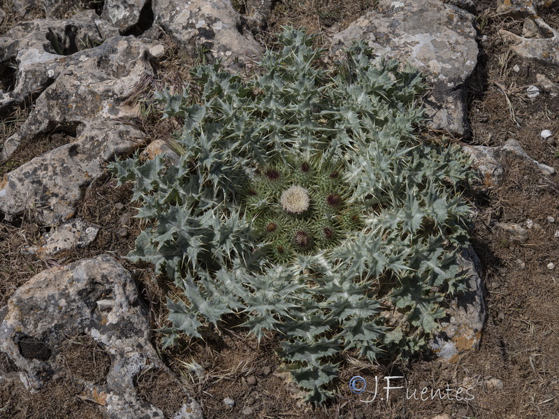 Onopordum acaulon.29