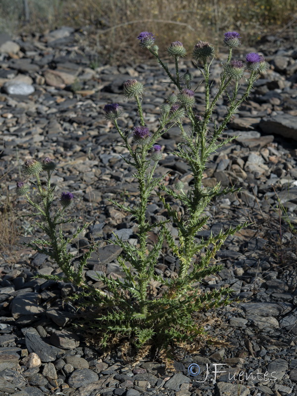 Onopordum corymbosum corymbosum.01