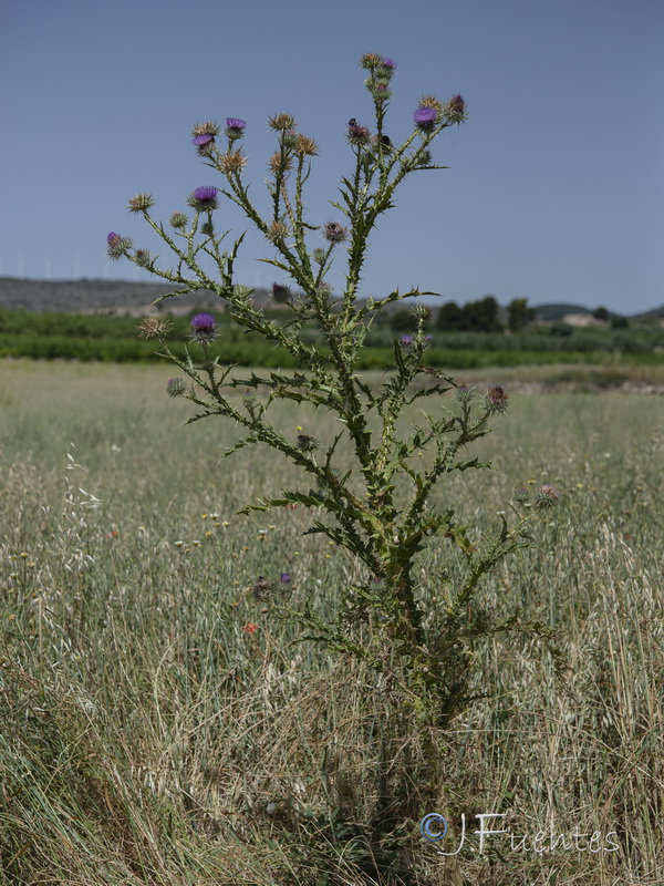 Onopordum corymbosum corymbosum.02