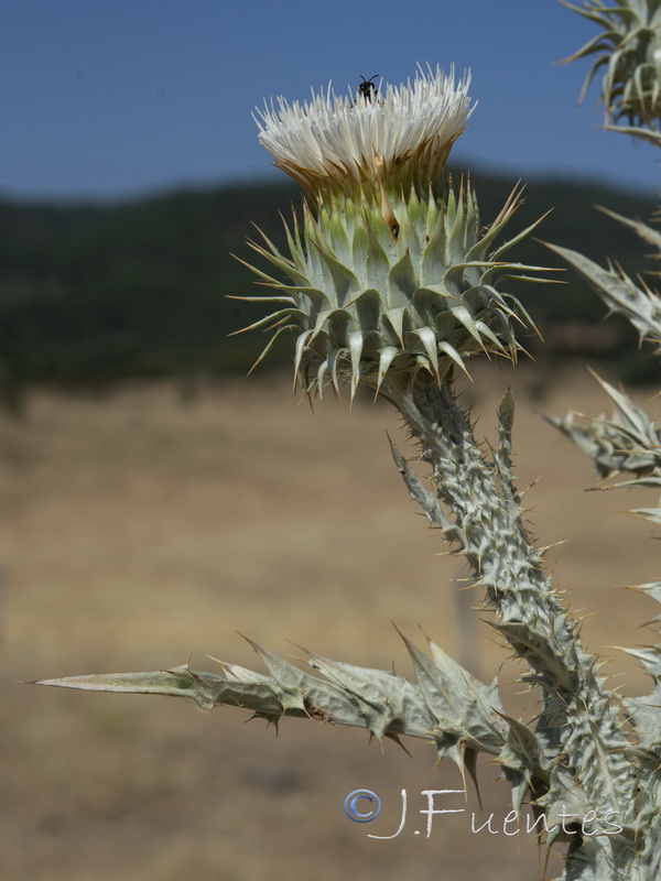 Onopordum illyricum illyricum.19